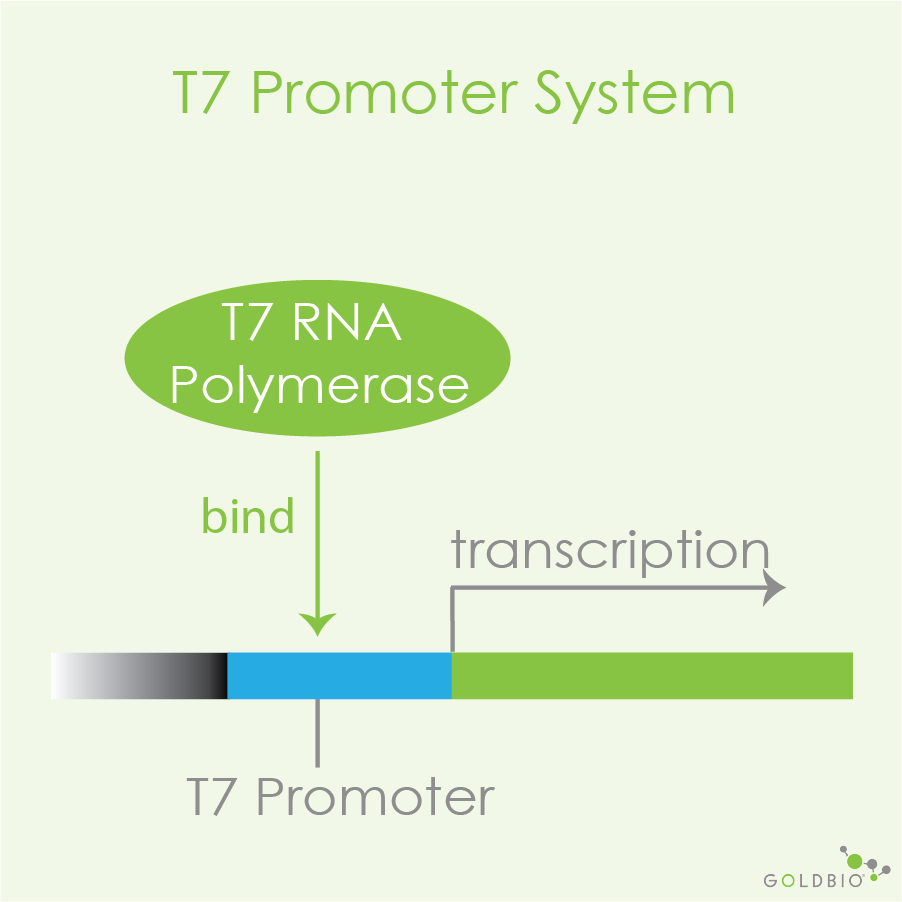 The EasiesttoUnderstand Overview of Protein Expression GoldBio